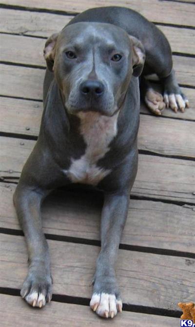 Dogs for Sale in NC
